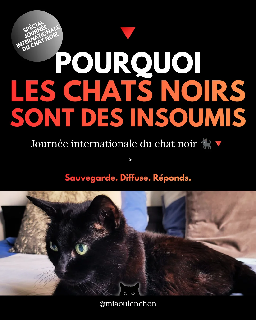 Pourquoi les chats noirs sont des insoumis — diapositive 1